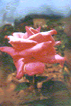A Rose